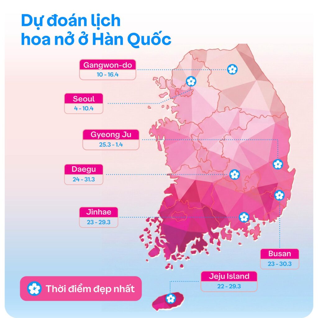 Dự đoán lịch nở hoa anh đào ở Hàn Quốc