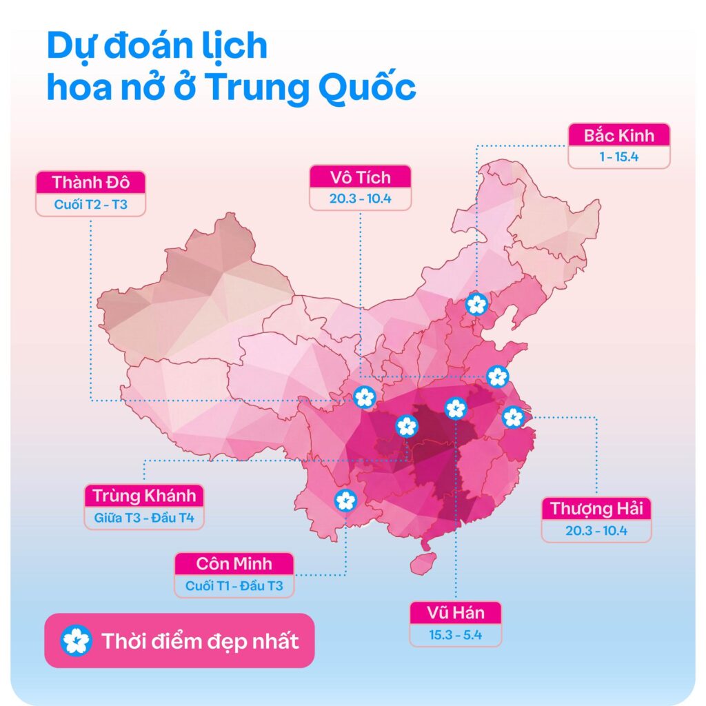 Dự đoán lịch nở hoa anh đào ở Trung Quốc