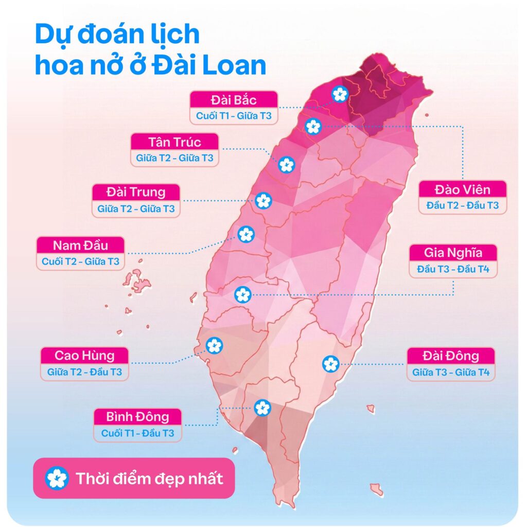 Dự đoán lịch nở hoa anh đào ở Đài Loan
